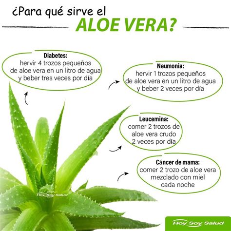 descripción del aloe vera